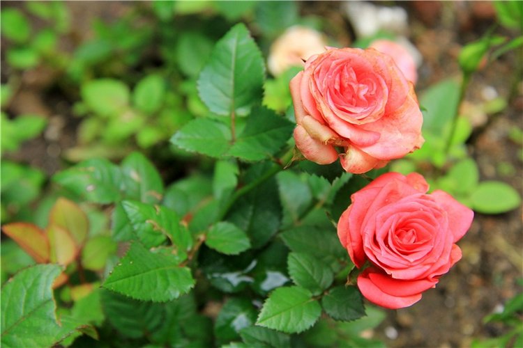 Путешествие с Бенни — Культура