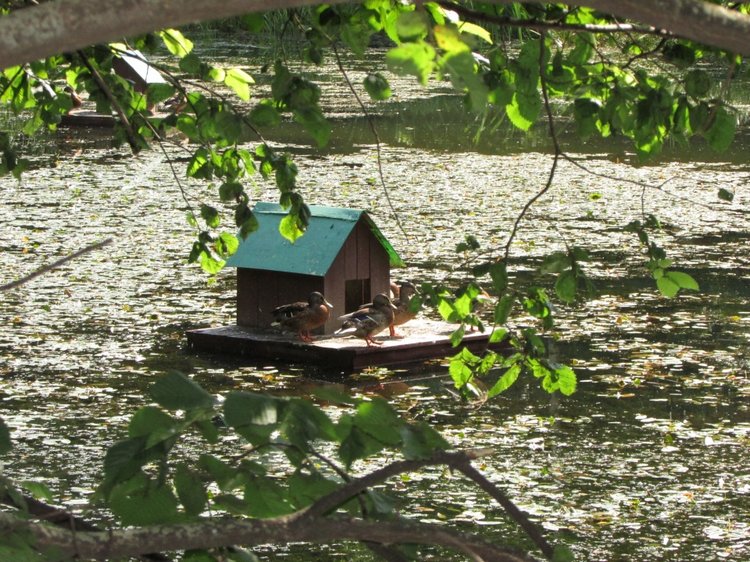 Малышня на прогулке в Бирюлёвском дендропарке