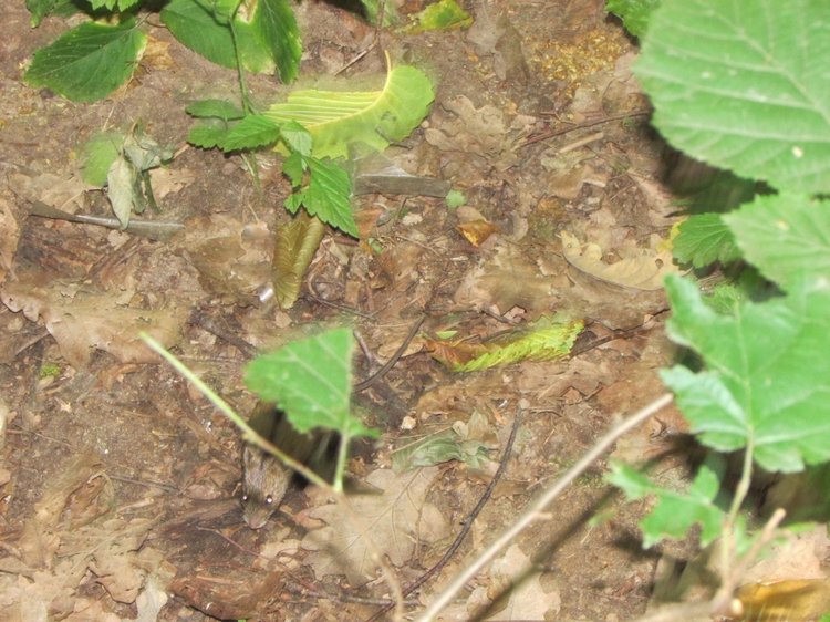 Веселое путешествие по Парку Измайлово (фото 8)