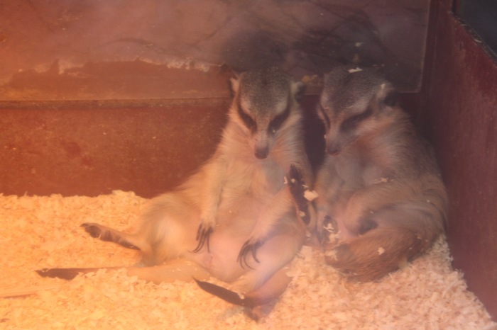 Псков. Эколого-биологический центр. Часть 2 (фото 9)