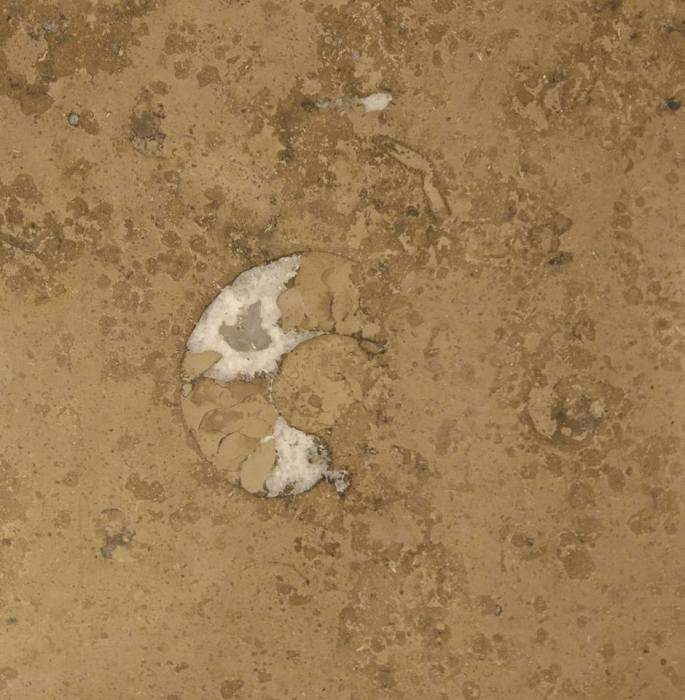 Звероящер и узоры времён динозавров в Московском метро