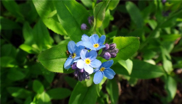 Просто Весна — Красивая природа и цветы: фото пейзажей