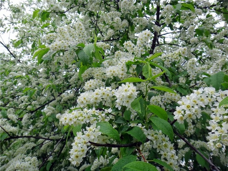 Просто Весна — Красивая природа и цветы: фото пейзажей