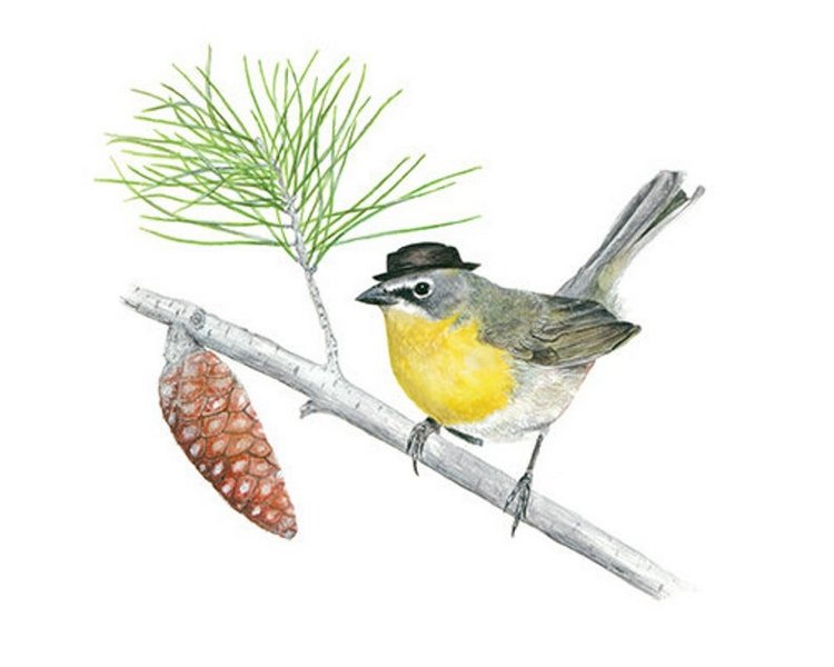 Birdswithhats - Авторские зарисовки "Птицы в шляпах" by Matt Decker