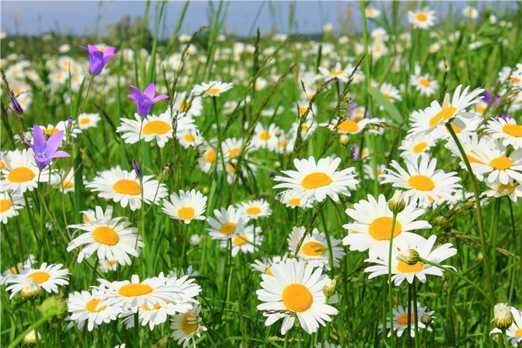 Ромашковый Июнь — Куклы Meadow dolls (Медовушки): BJD (БЖД)