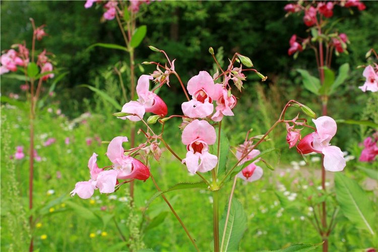 Июльское путешествие в Старицу, продолжение