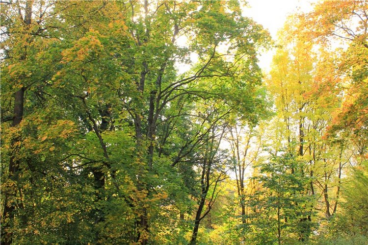 Путешествие Dal Hangry в Грузины