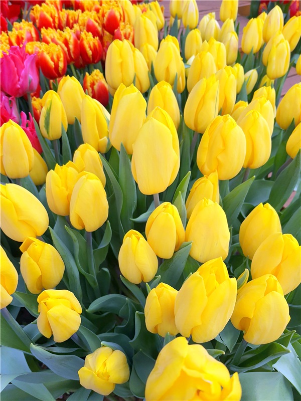 Выставка тюльпанов в Твери