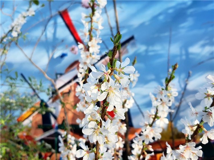 Выставка тюльпанов в Твери