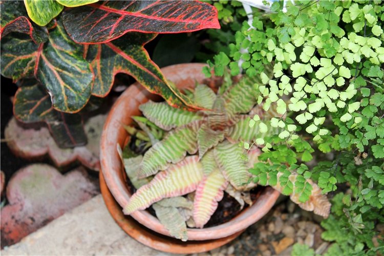 Тверской Ботанический Сад, продолжение | Бэйбики Тверской Ботанический Сад, продолжение