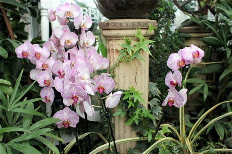 Тверской Ботанический Сад, продолжение | Бэйбики Тверской Ботанический Сад, продолжение