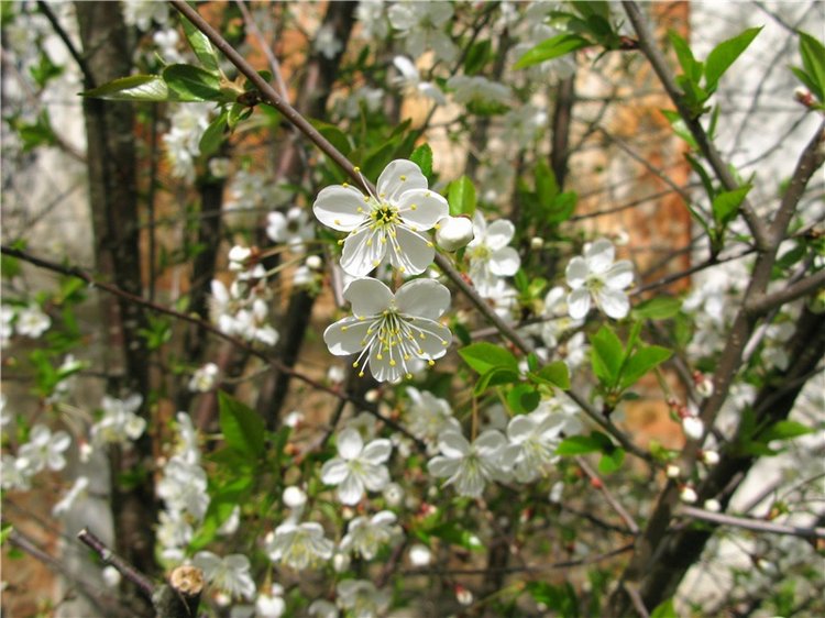 Усадьба Чукавино, Тверская область
