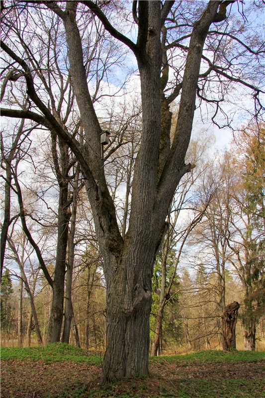 Усадьба Чукавино, Тверская область