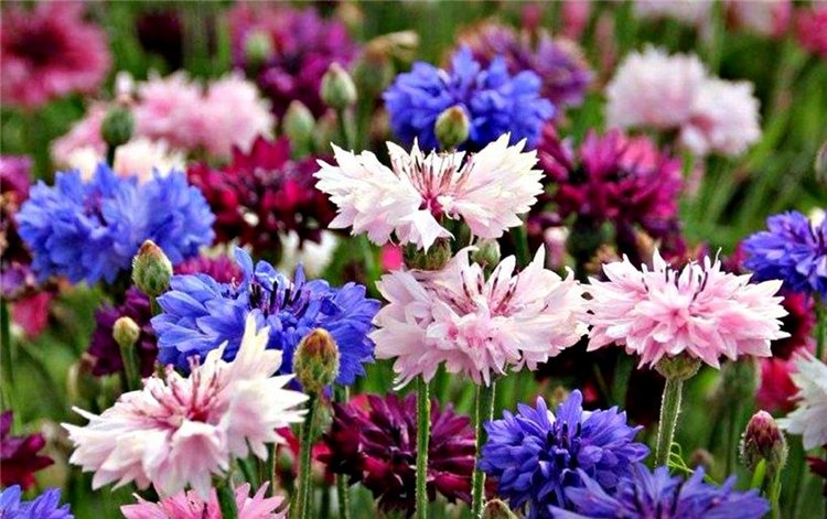 Ах, васильки, васильки — Красивая природа и цветы: фото пейзажей (фото 5)