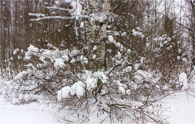 Рождественские гуляния, часть вторая. Zwergnase Mischa (фото 4)