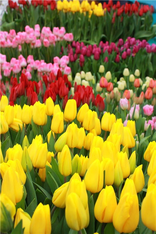 Тюльпановый Рай. Выставка тюльпанов в Твери. Mini Layla elf Sunkissed skin от Kaye Wiggs