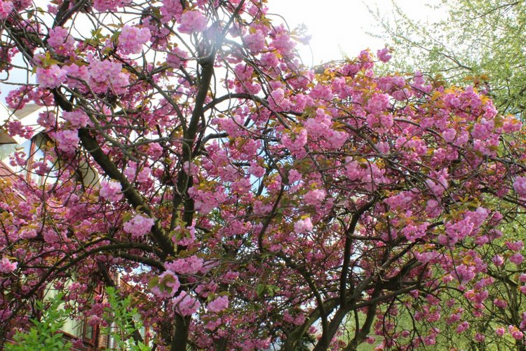 Цветущая Сакура. Прогулка по парку с Алисой. Весенние зарисовки