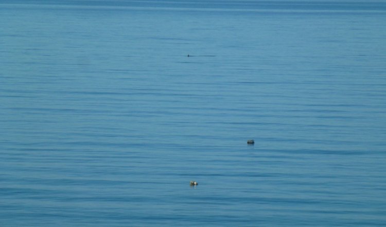 Сочи-Адлер: Южное Взморье - Красоты Черного Моря