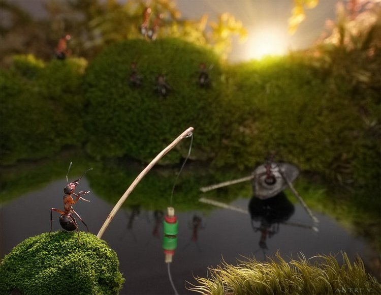 Уморительные муравьи — Интересное обо всем: поздравления