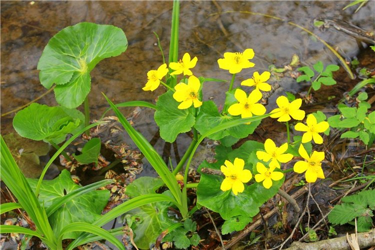 Заблудилась. Georgia от Berdine Creedy (фото 10)
