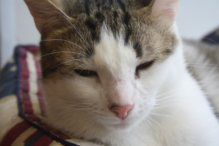 Петербург. Прогулка по крышам. Котокафе. Старые слайды (фото 8)