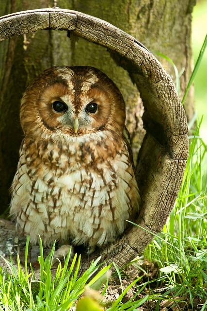 Любительские и профессиональные фотографии Сов (выпуск 2)