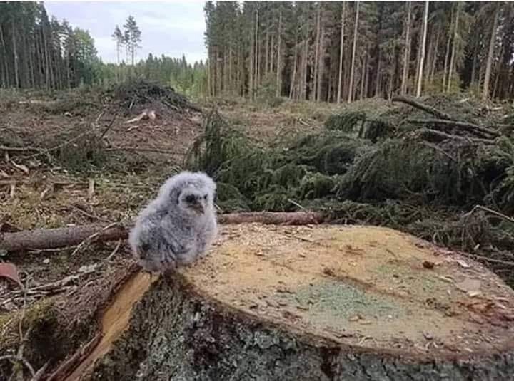 Любительские и профессиональные фотографии Сов (выпуск 2)