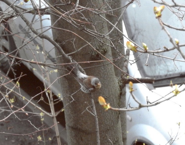 Сойки во дворе — Интересное и необычное: фотоподборки