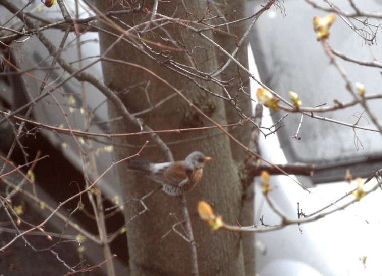 Сойки во дворе — Интересное и необычное: фотоподборки