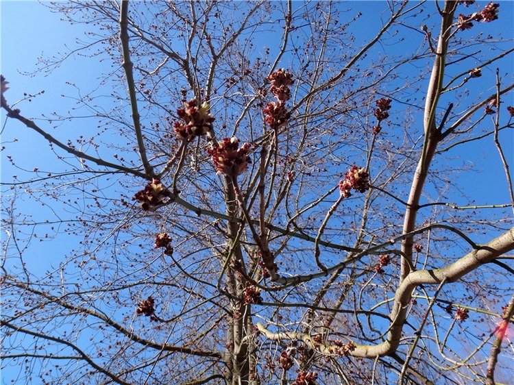 Просто Весна — Красивая природа и цветы: фото пейзажей (фото 6)