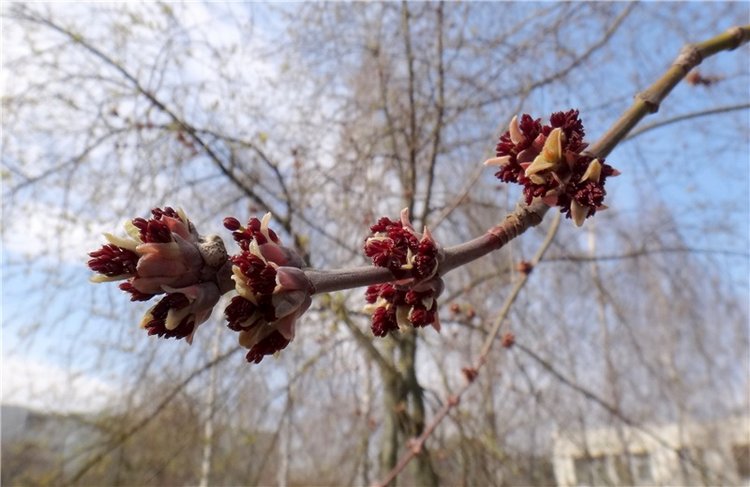 Просто Весна — Красивая природа и цветы: фото пейзажей (фото 5)