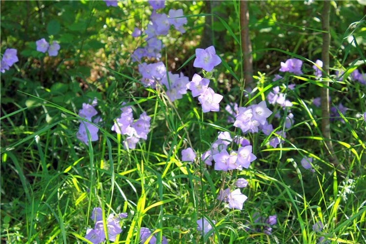 Путешествие Эли на красивый берег реки Волги