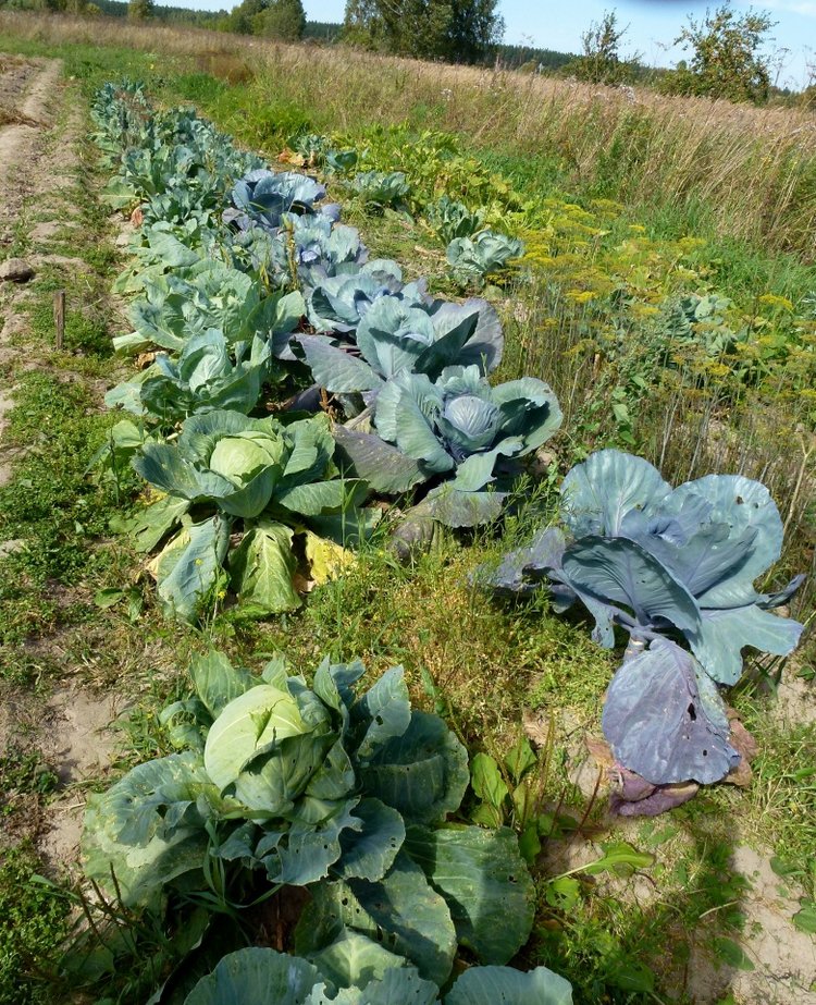 Отдых в деревне с Джой — Туризм и путешествия: фотоотчеты из поездок