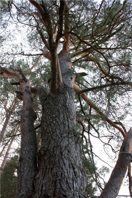 Путешествие Имани на Волгу, продолжение. Mini Imani от Kaye Wiggs