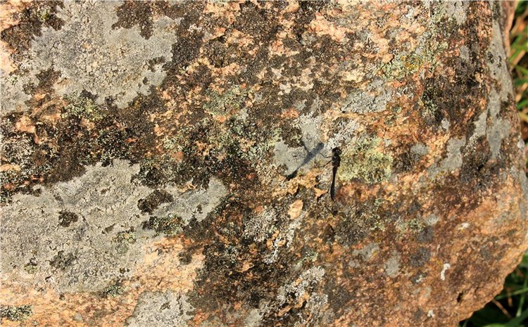 Путешествие Dal Hangry в Грузины