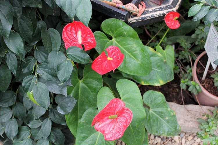 Тверской Ботанический Сад, продолжение | Бэйбики Тверской Ботанический Сад, продолжение