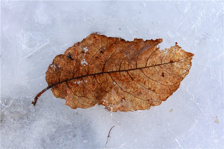 Весна в "Саду Камней" | Бэйбики Весна в "Саду Камней" — Куклы Meadow dolls (Медовушки): BJD (БЖД)