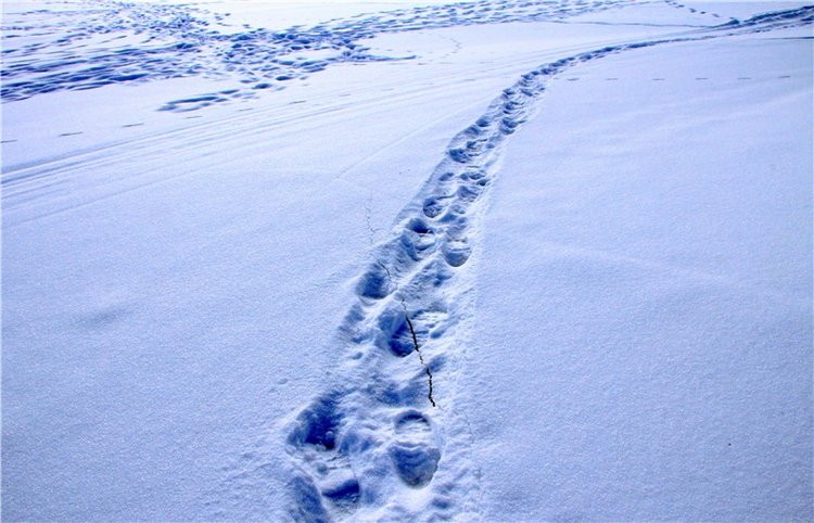 Зимняя прогулка Сони. Уникальная кукла от Сильвии Наттерер