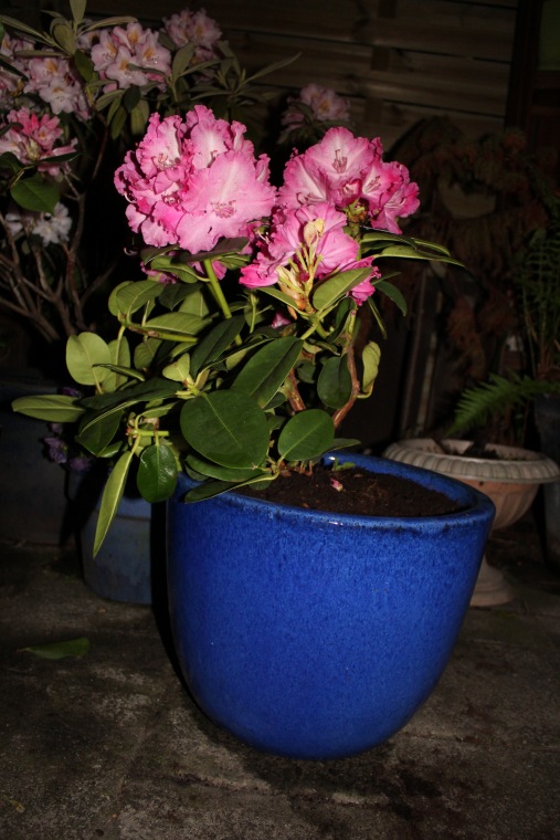 Вечерний сад. Розочка в пижамке