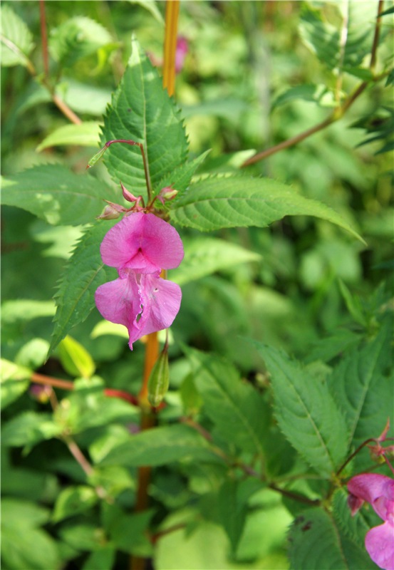 Старицкая Швейцария. Путешествие с Сашей, продолжение. Уникальная кукла от Сильвии Наттерер