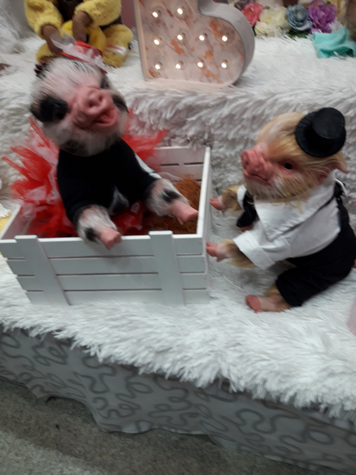 Искусство Куклы. Гостиный двор 2018. Выставку моими глазами