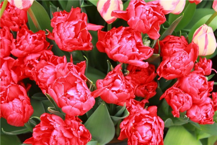 Тюльпановый Рай, продолжение. Выставка тюльпанов в Твери. Mini Layla elf Sunkissed skin от Kaye Wiggs