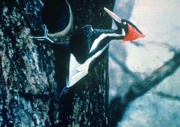 1 апреля — Международный день птиц