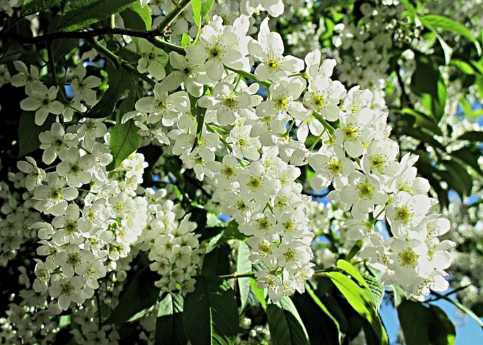 Нежная, воздушная — Куклы Heidi Plusczok (Хайди/Хейди Плюсчок) — фото (фото 3)