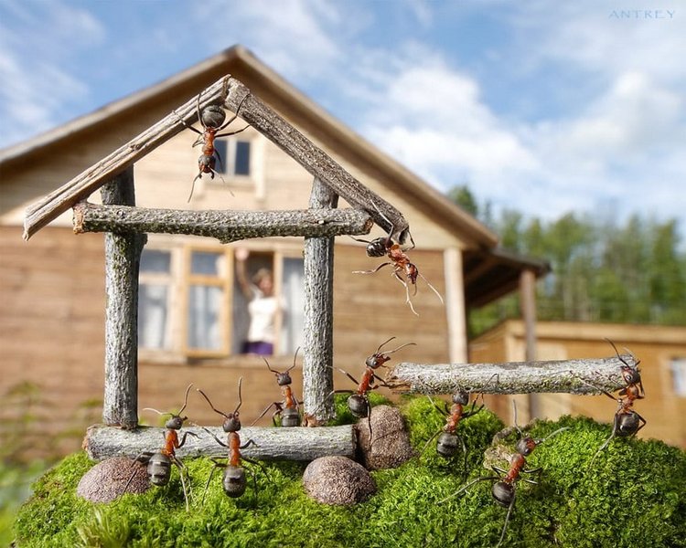 Уморительные муравьи — Интересное обо всем: поздравления