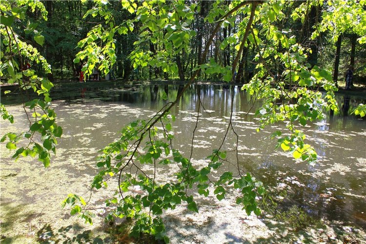 Я к Вам лечу воспоминаньем...Пушкинский праздник поэзии в Берново, 2019 год