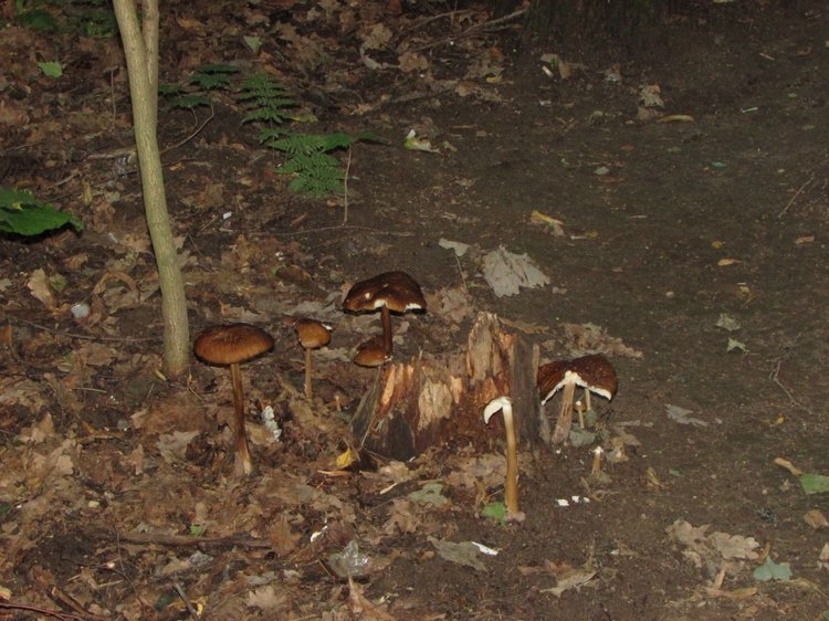 Веселое путешествие по Парку Измайлово - 2