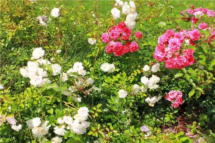 Любимая Старица. Свято-Успенский мужской монастырь