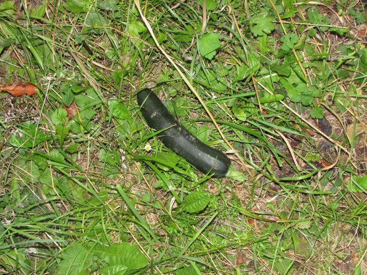 Путешествие в Нижегородскую область - часть 3 - Тимошка на усадьбе (фото 5)