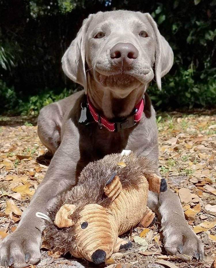 Любительские фотографии Ежей (выпуск 1) | Бэйбики Любительские фотографии Ежей (выпуск 1)